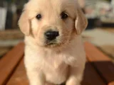 Sevimli Surat Golden Retriever Yavrularımız