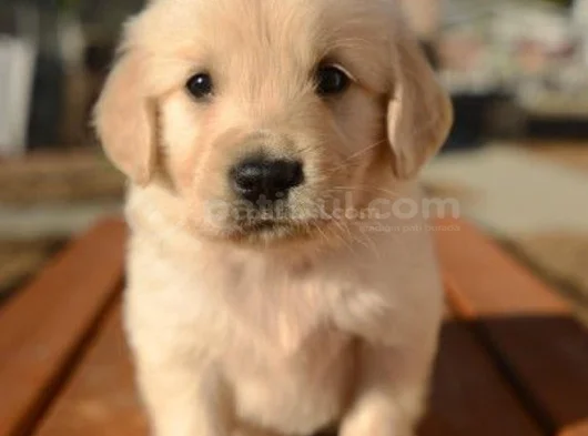 Sevimli Surat Golden Retriever Yavrularımız görsel