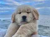 Sevimli Surat Golden Retriever Yavrularımız