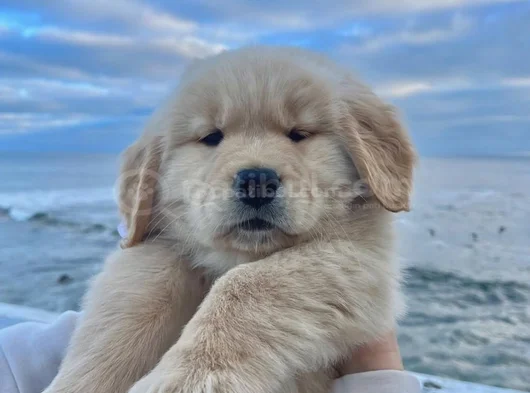 Sevimli Surat Golden Retriever Yavrularımız görsel