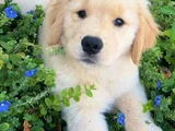 Sevimli Surat Golden Retriever Yavrularımız
