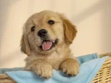 Sevimli Surat Golden Retriever Yavrularımız