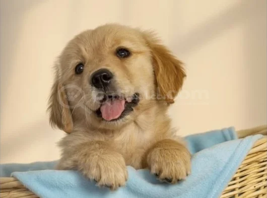 Sevimli Surat Golden Retriever Yavrularımız görsel