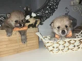 Pomeryan  Bebisler  Sıfır  Boy  Ilk  Asilari  Yapildi Uygun