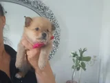 Pomeryan  Bebisler  Sıfır  Boy  Ilk  Asilari  Yapildi Uygun