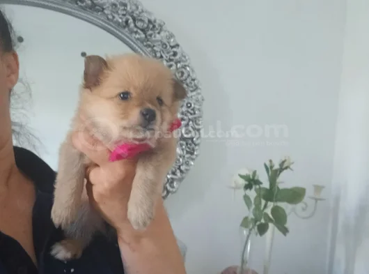 Pomeryan  Bebisler  Sıfır  Boy  Ilk  Asilari  Yapildi Uygun görsel