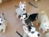 SAFKAN HUSKY