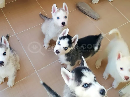 Safkan Husky