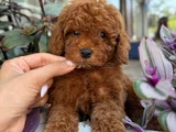 PED EĞİTİMLİ TOY POODLE BEBEKLERİ