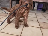 Toy Poodle Dişi Yavrumuz