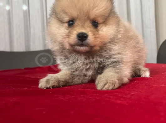Erkek Dişi Pomerian Boo Bebekler görsel