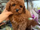 Ped Eği̇ti̇mli̇ Toy Poodle Bebekleri̇