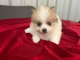 Erkek Dişi Pomerian Boo Bebekler