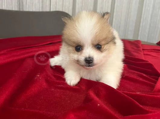 Erkek Dişi Pomerian Boo Bebekler görsel