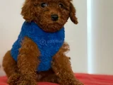 Poodle Bebekleri̇ Anne Altindan Ev Ortamindan