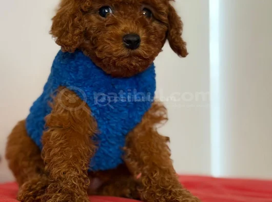 Poodle Bebekleri̇ Anne Altindan Ev Ortamindan görsel