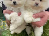 Teddy Bear Pomeranian Yavrularimiz
