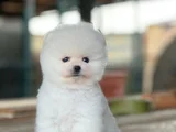 TEDDY BEAR POMERANIAN YAVRULARIMIZ