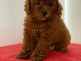 Irk Ve Sağlik Garanti̇li̇ Poodle Yavrulari