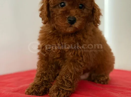 Irk Ve Sağlik Garanti̇li̇ Poodle Yavrulari görsel