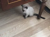Asil Karizma Güzelliğin Vucut Bulmuş Hali