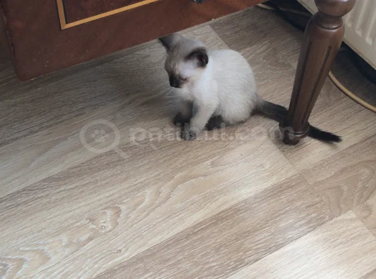Asil Karizma Güzelliğin Vucut Bulmuş Hali görsel