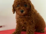 IRK VE SAĞLIK GARANTİLİ POODLE YAVRULARI