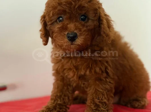 Irk Ve Sağlik Garanti̇li̇ Poodle Yavrulari