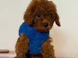 POODLE BEBEKLERİ ANNE ALTINDAN EV ORTAMINDAN
