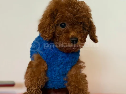 Poodle Bebekleri̇ Anne Altindan Ev Ortamindan