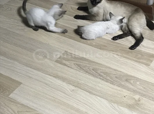 Asil Karizma Güzelliğin Vucut Bulmuş Hali görsel