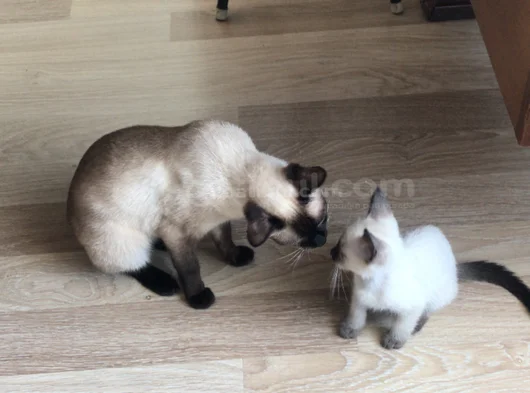 Asil Karizma Güzelliğin Vucut Bulmuş Hali görsel