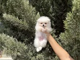 Pomeranian Boo Bebekler