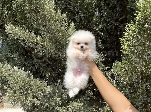 Pomeranian Boo Bebekler görsel