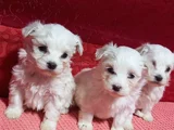 A kalite Maltese terrier yavrularımız