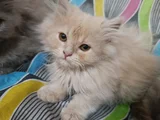 Britşh Longhair Yavru