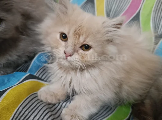 Britşh Longhair Yavru görsel