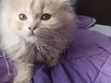 Britşh Longhair Yavru