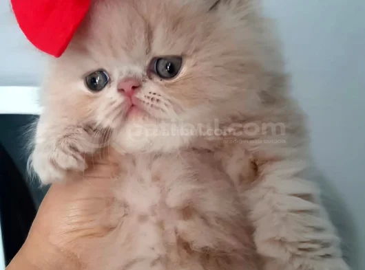 Safkan İran Exotic Long Hair Dışı Yavru