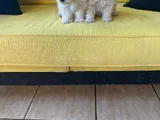 Ev Doğumu Maltipoo Yavrularımız
