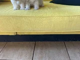 Ev Doğumu Maltipoo Yavrularımız