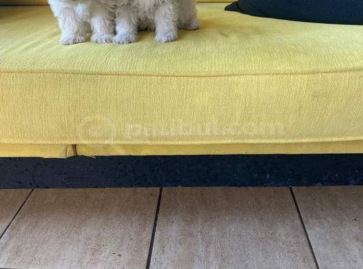 Ev Doğumu Maltipoo Yavrularımız görsel