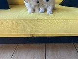 Ev Doğumu Maltipoo Yavrularımız