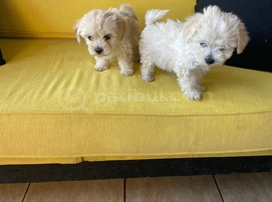Ev Doğumu Maltipoo Yavrularımız