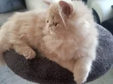 Safkan İran Exotic Long Hair Dışı Yavru