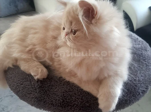 Safkan İran Exotic Long Hair Dışı Yavru görsel