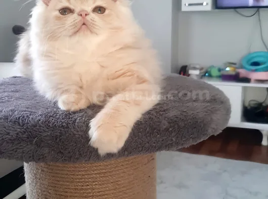 Safkan İran Exotic Long Hair Dışı Yavru görsel