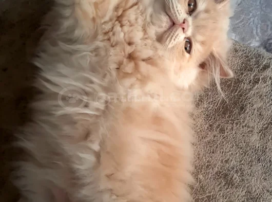 Safkan İran Exotic Long Hair Dışı Yavru görsel