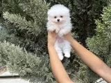 Pomeranian Boo Bebekler