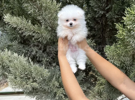 Pomeranian Boo Bebekler